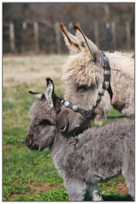 HHAA_Pipin_Hot_Valenteenie_Heikens_Ark_Napoleon_Filly_foal_and_her_dam_Emerald_Ridege_Piper_at_Poplargrove _stud_photo